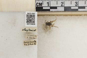 Media type: image;   Entomology 770828 Aspect: Labels